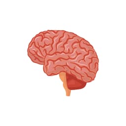 Brain and Nerves