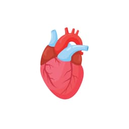 Cardiovascular